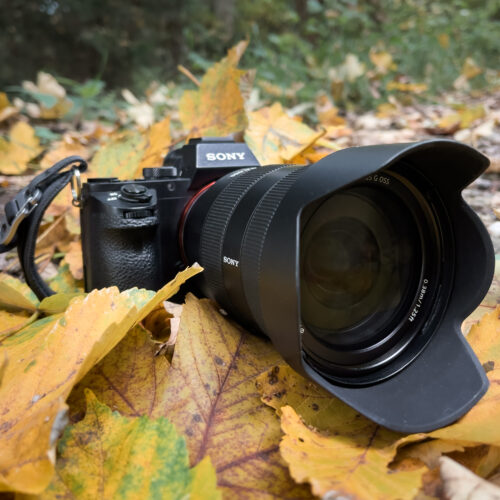 Meine Sony Alpha 7 Mark II im herbstlichen Laub